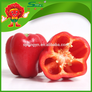 Chinese sweet pepper capsicum wholesale